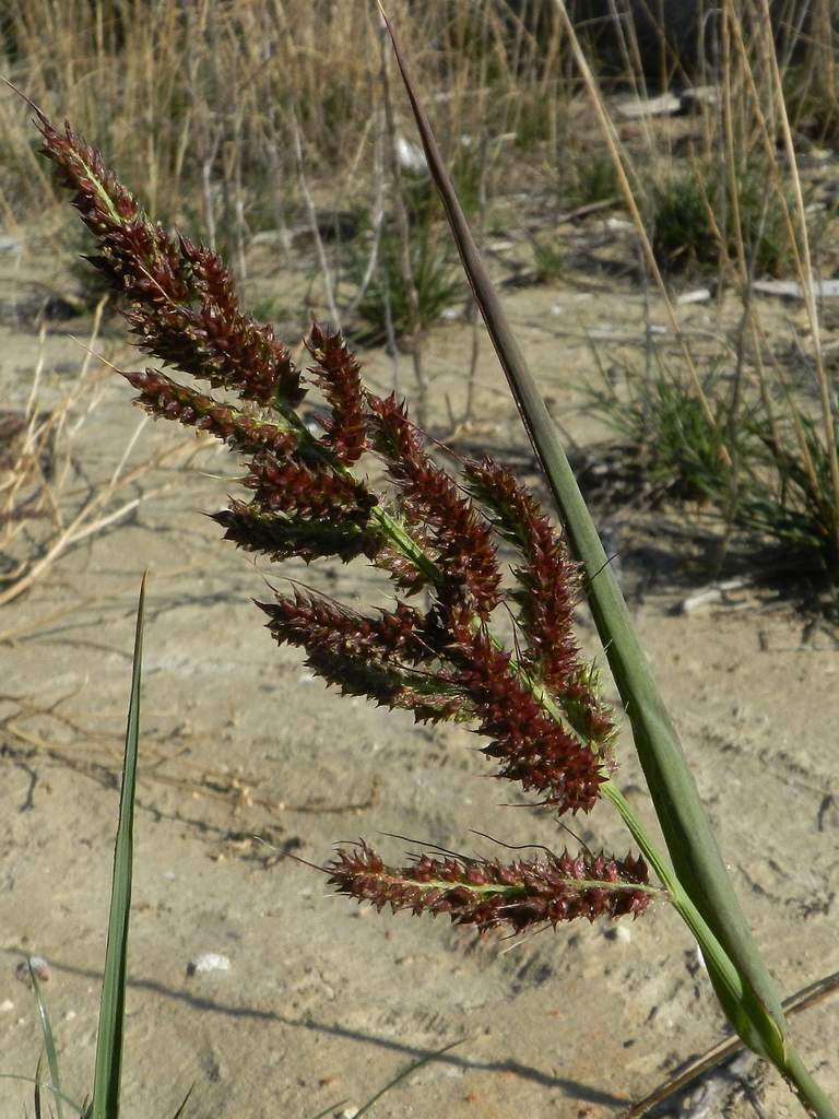 Echinochloa crus-galli / Giavone comune